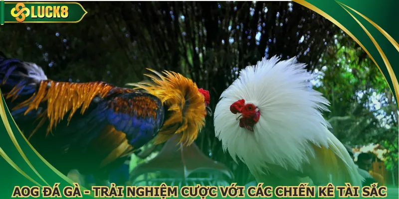 AOG Đá Gà - Trải Nghiệm Cược Với Các Chiến Kê Tài Sắc