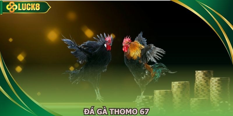 Đá Gà Thomo 67 Cuốn Hút Với Những Trận Đấu Hấp Dẫn