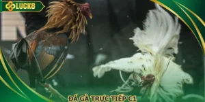 Đá Gà Trực Tiếp C1 Đỉnh Cao Tranh Tài Kê Chiến 2026