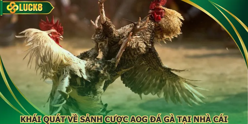 Khái quát về sảnh cược AOG đá gà tại nhà cái