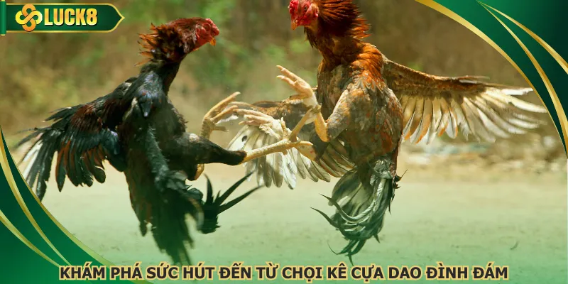 Khám phá sức hút đến từ chọi kê cựa dao đình đám