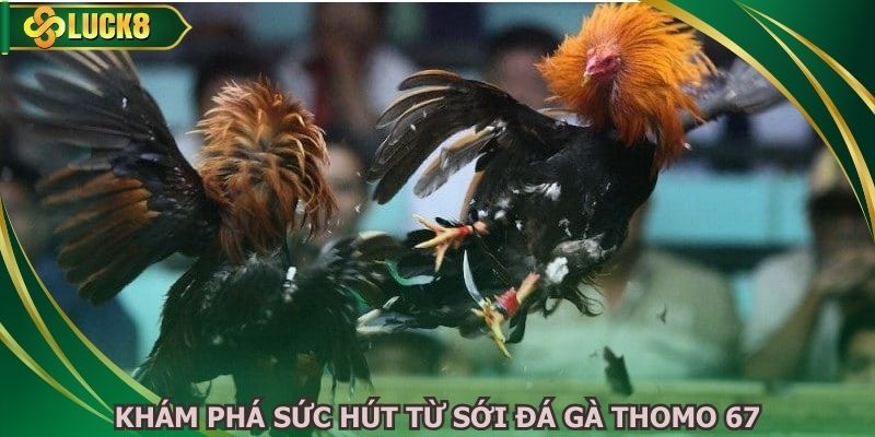 Khám phá sức hút từ sới đá gà Thomo 67