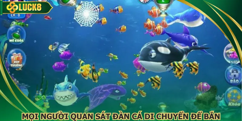 Mọi người quan sát đàn cá di chuyển để bắn