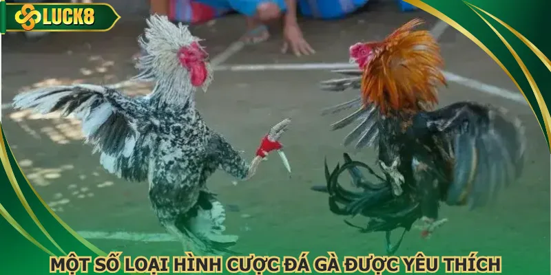 Một số loại hình cược đá gà được yêu thích