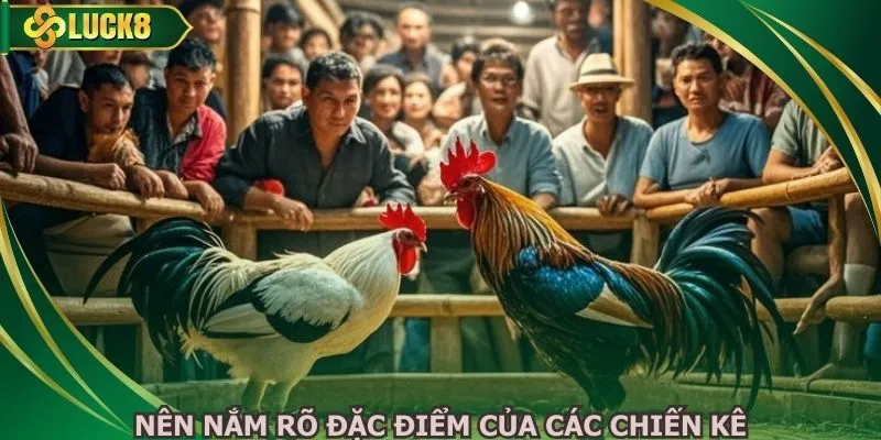 Nên nắm rõ đặc điểm của các chiến kê