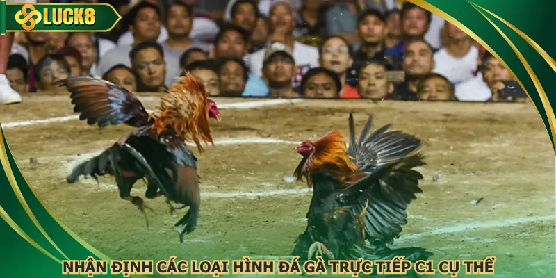 Nhận định các loại hình đá gà trực tiếp C1 cụ thể