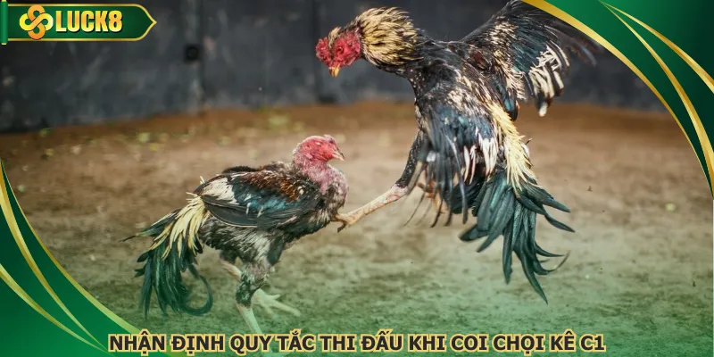 Nhận định quy tắc thi đấu khi coi chọi kê C1