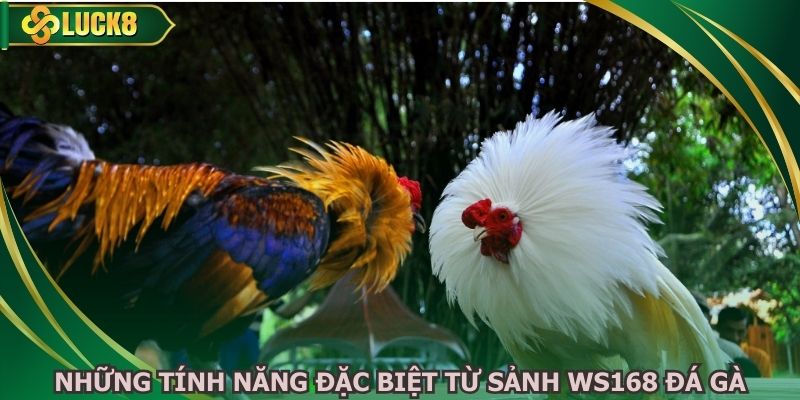 Những tính năng đặc biệt từ sảnh WS168 đá gà