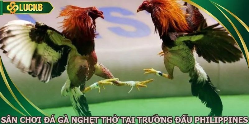 Sân chơi đá gà nghẹt thở tại trường đấu Philippines