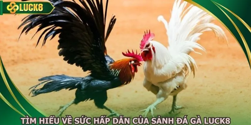 Tìm hiểu về sức hấp dẫn của sảnh đá gà LUCK8
