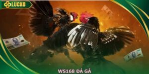 WS168 Đá Gà - Trực Tiếp Kịch Tính Đỉnh Cao Mỗi Ngày