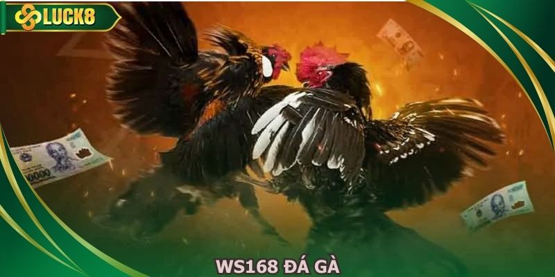 WS168 Đá Gà - Trực Tiếp Kịch Tính Đỉnh Cao Mỗi Ngày